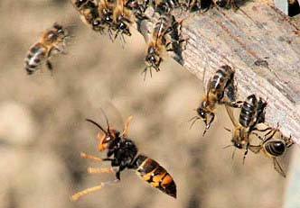 Identificação da Vespa Velutina e distinção de outras espécies de Vespas Efeitos negativos da presença da Vespa Velutina Para a apicultura- Predação e inibição das atividades das abelhas.