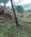 05 Casos ÁFRICA DO SUL Reabilitação da Pedreira de Doleritos de Virgo A Pedreira de Virgo está situada no pico de um monte escarpado por cima do rio Umzimkulu, onde se localiza a fábrica de Simuma da