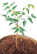 Azadirachta indica (Nim) é uma árvore da família do mogno Meliaceae.