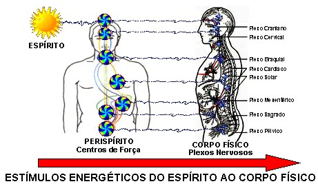 O interesse pela glândula é bastante antigo sendo que seus primeiros estudos datam 300 anos antes de Cristo.