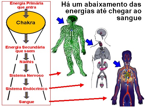 FISICAMENTE: Descobriu-se que ela apresenta metabolismo intenso e grande captação de aminoácidos, minerais e produção de hormônios.