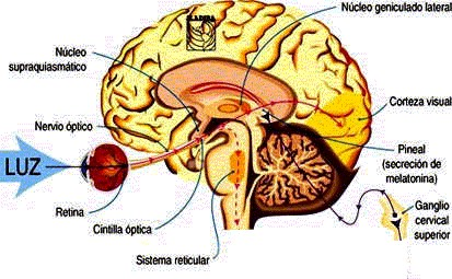 A EPÍFISE É UM ÓRGÃO CRONOBIOLÓGICO A glândula pineal é um órgão cronobiológico, um relógio interno. A pineal obedece aos chamados Zeitbergs, os elementos externos que regem a noção do tempo.