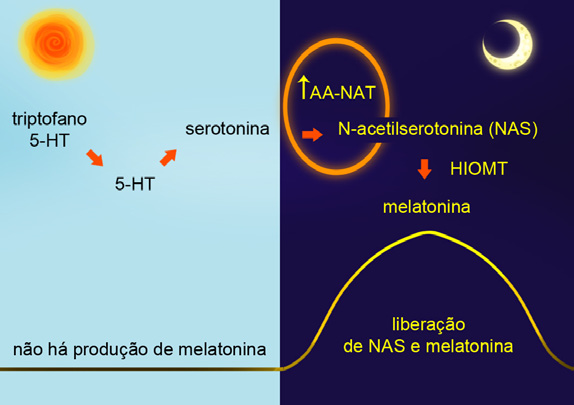 128 Fisiologia Percepção das células quanto à passagem do tempo O relógio molecular Estudos realizados, já no século XXI, mostram que todas as células expressam um relógio molecular.