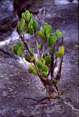 Os substratos dos manguezais possuem muita