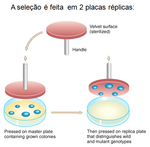 2. Inativação por inserção: sistema de resistência à