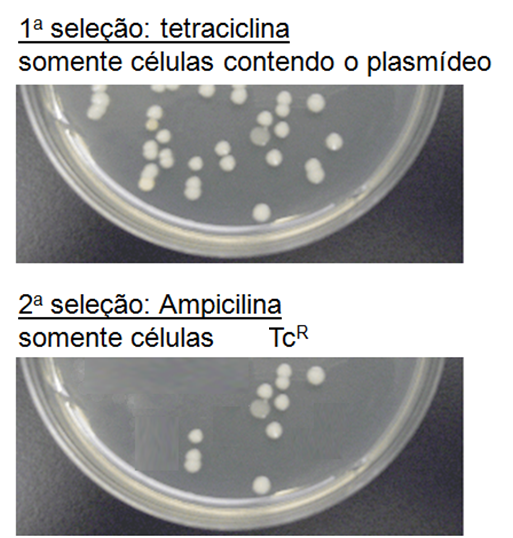 2. Inativação por inserção: sistema de resistência à antibióticos