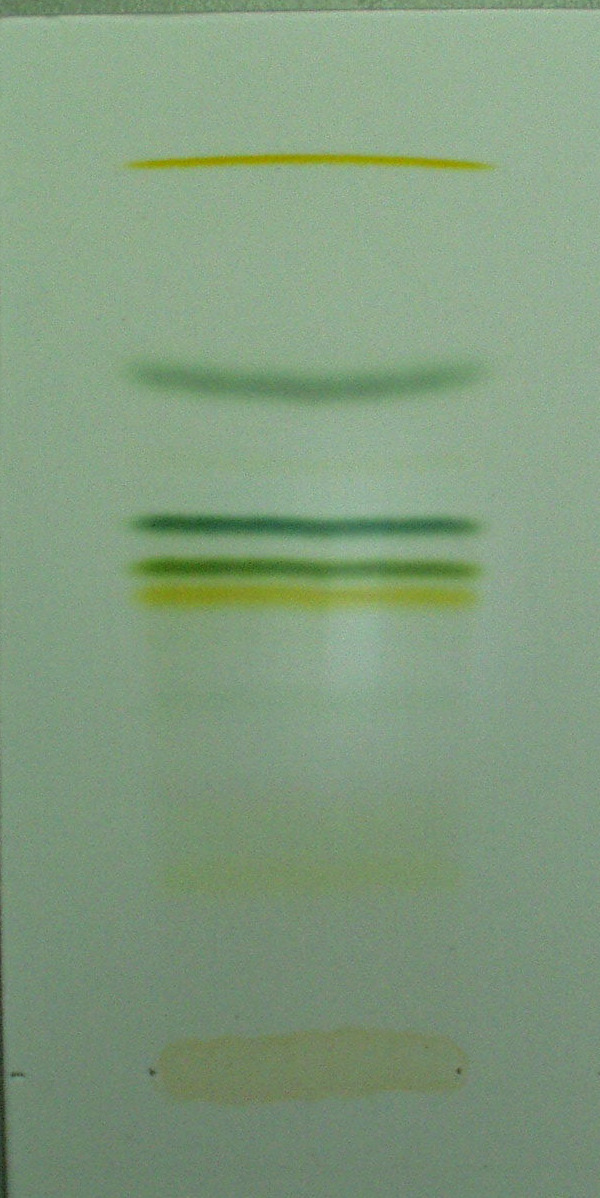 Pigment Colour R F value carotene pheophytin a pheophytin b chlorophyll a chlorophyll b xanthophylls xanthophylls xanthophylls yellow-orange grey light grey