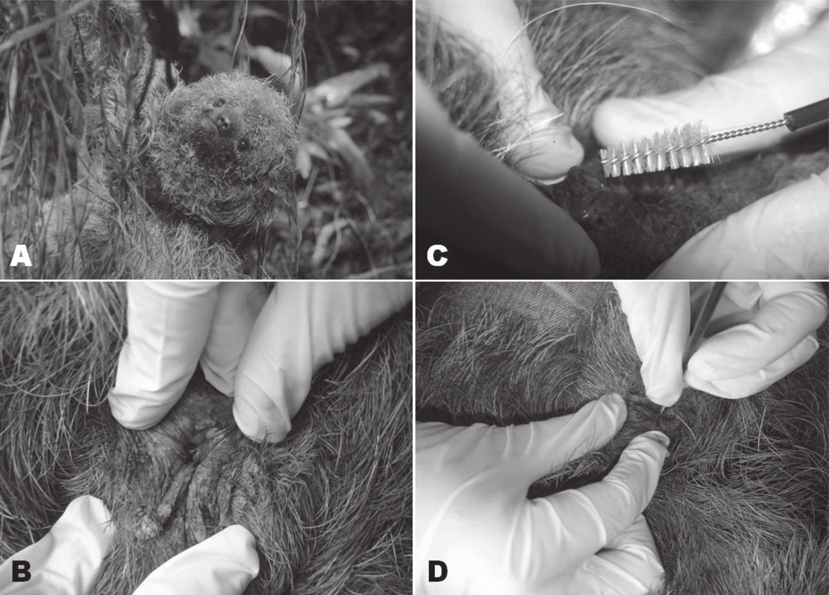 Citologia vaginal de preguiça-de-coleira (Bradypus torquatus) 273 Fig.1. (A) A preguiça-de-coleira (Bradypus torquatus). (B) A identificação da vagina. (C) O modelo da escova ginecológica.