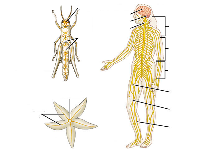 EVOLUÇÃO DO SISTEMA NERVOSO 2 Cérebro Cérebro Cerebelo Medula Cervical Cordão nervoso ventral