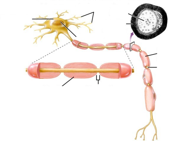 ESTRUTURA BÁSICA DO NEURÔNIO DENDRITOS AXÔNIO CORPO CELULAR Núcleo