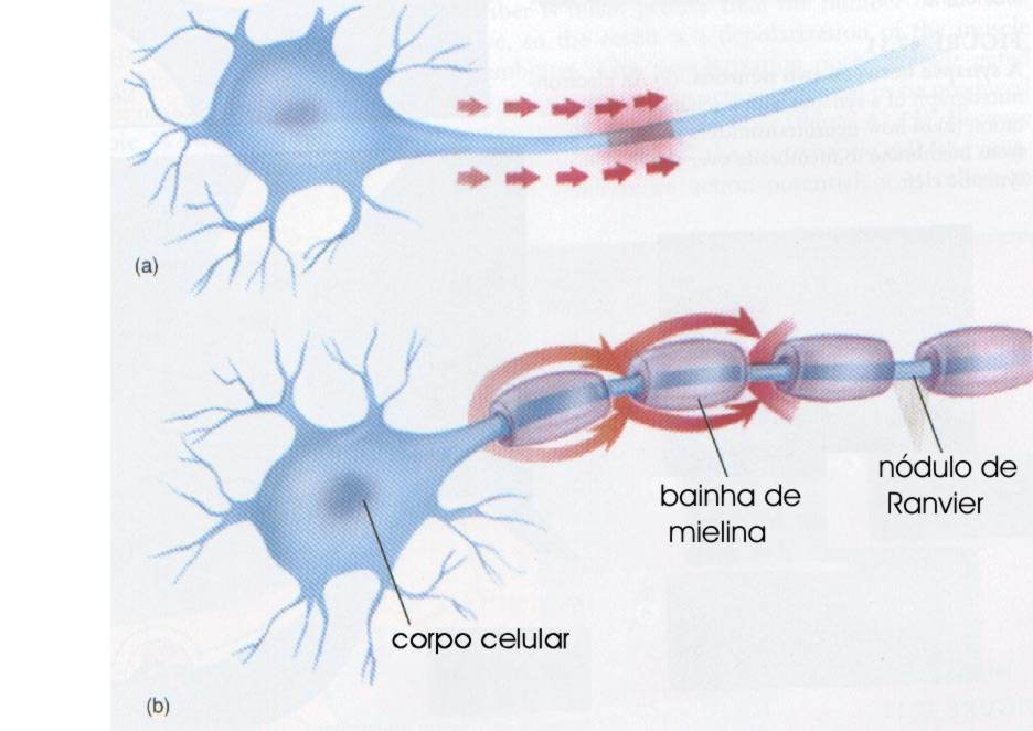 PROPAGAÇÃO DO IMPULSO NERVOSO - - - - - - - - - - - - - - - - - - - - - + + + + + + + + + + + + + + + + + + + + + + + + + + + + + ++ + + + + + + + + + + + + + + _ + + _ + _ + _ + + _ + _ + _ + _ + _