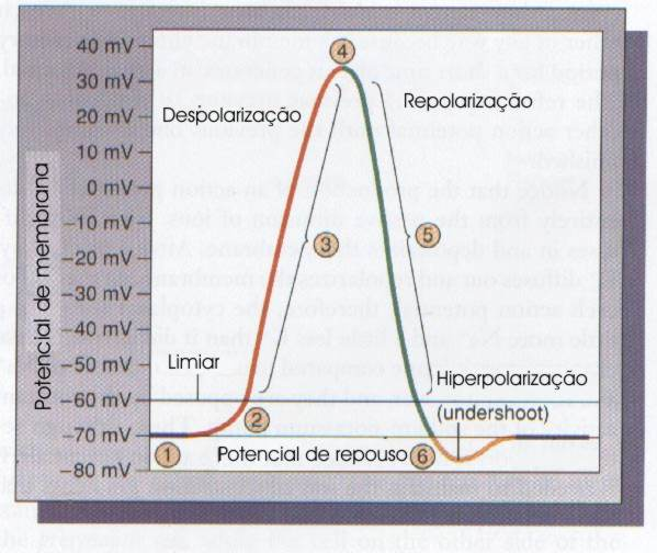 O POTENCIAL DE MEMBRANA NO IMPULSO