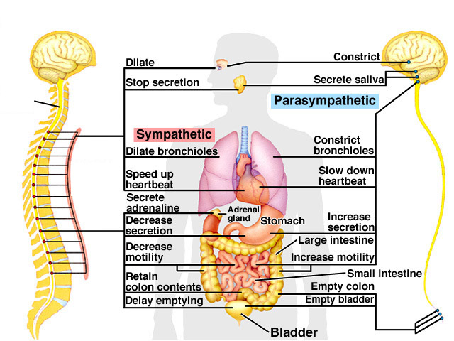 DILATA (-) SECREÇÃO CONTRAE (+) SECREÇÃO P A R A S I M P Á T I C O S I M P Á T I C O DILATA BRONQUÍOLOS AUMENTA BATIMENTOS SECRETA ADRENALINA DIMINUE SECREÇÃO