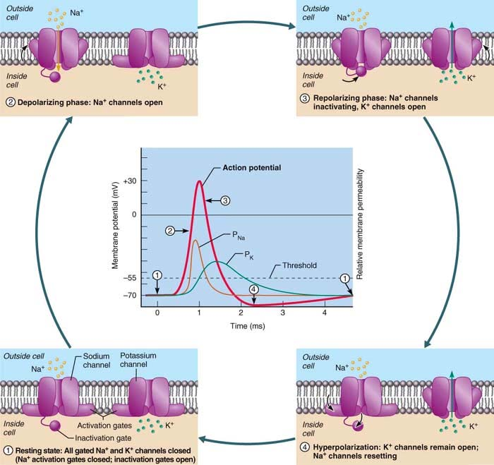 Despolarização Repolarização