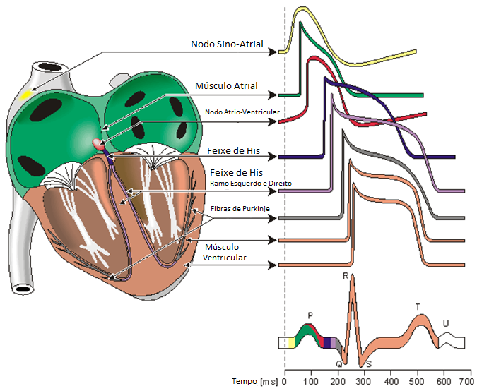 27 epicárdio, produzindo a sístole ventricular (complexo QRS no eletrocardiograma).