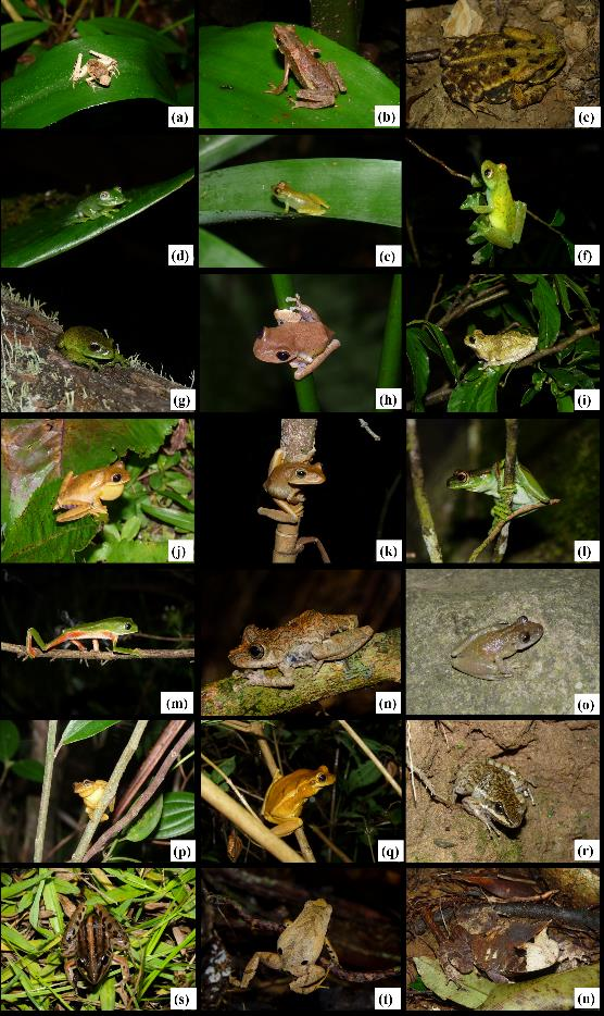 80 APÊNDICE Algumas espécies de anuros registrados nas áreas estudadas no Parque Estadual da Serra Furada no período de agosto de 2014 a julho de 2015, onde: a) I. henselii, b) D. berthalutzae, c) R.