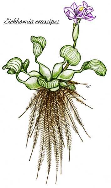 Esta espécie apresenta raízes fibrosas, porem mais curtas que o aguapé, com aproximadamente 20cm a 30cm de comprimento, em grande número conforme Lima et al, 2005. Figura 59.