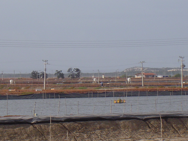 Figura 6: Fazenda de camarão instalada na bacia estuarina do Rio Jaguaribe em Aracati.