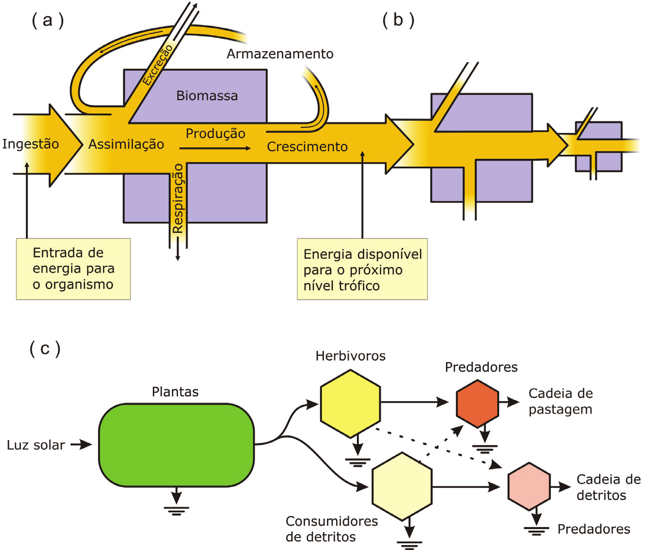 # M2U2 Assimilação e fluxo de energia nos sistemas ecológicos Figura 9: Modelo universal de E. P.