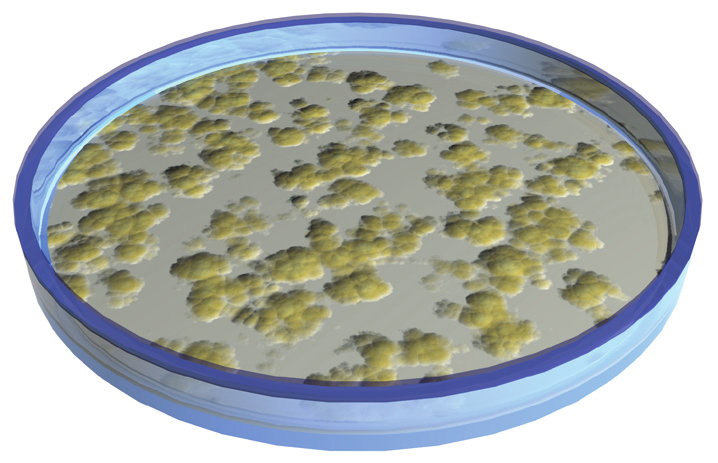 Em uma colônia bacteriana, a massa celular é muito menor que em uma manada de elefantes, porém o consumo de energia é proporcionalmente maior. #M2U2 VII.