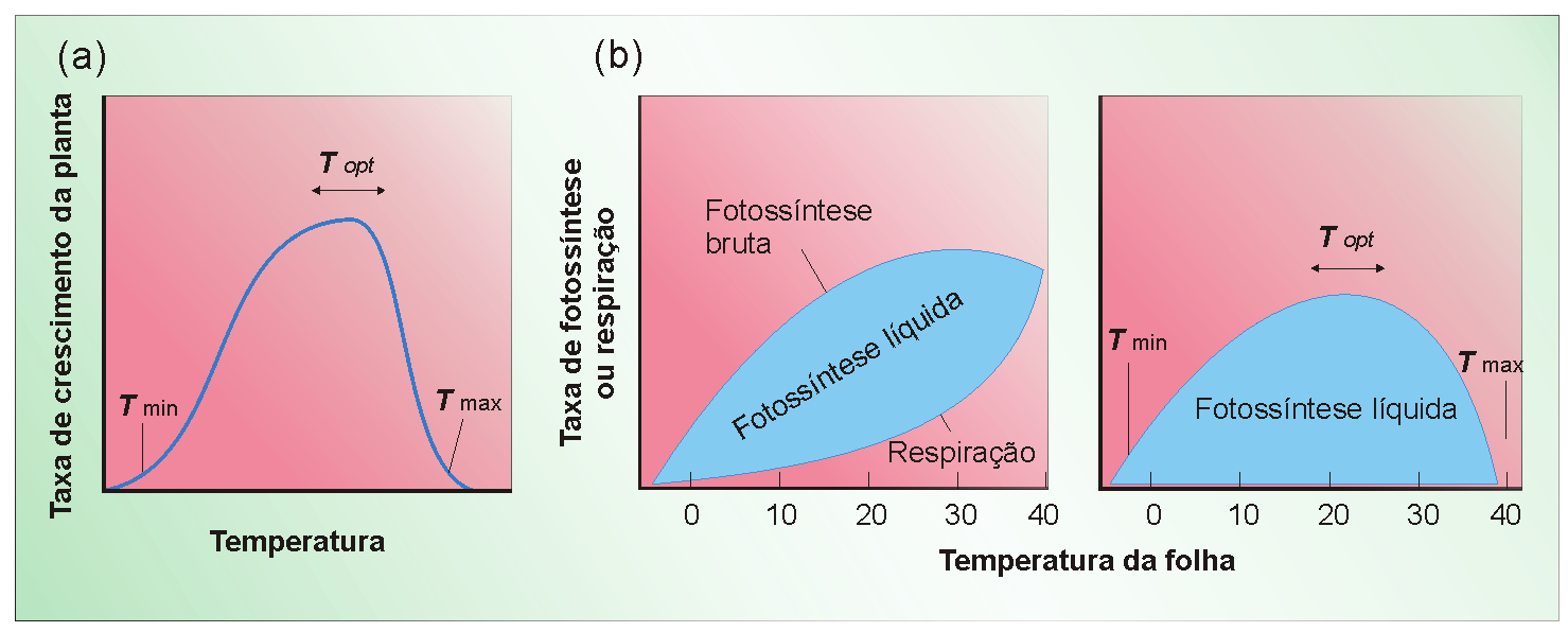 Eixo Biológico P BSC B A máxima fotossíntese pode ocorrer de uma temperatura ótima, variando de 16 C até 38 C, quando tomamos espécimes tropicais.