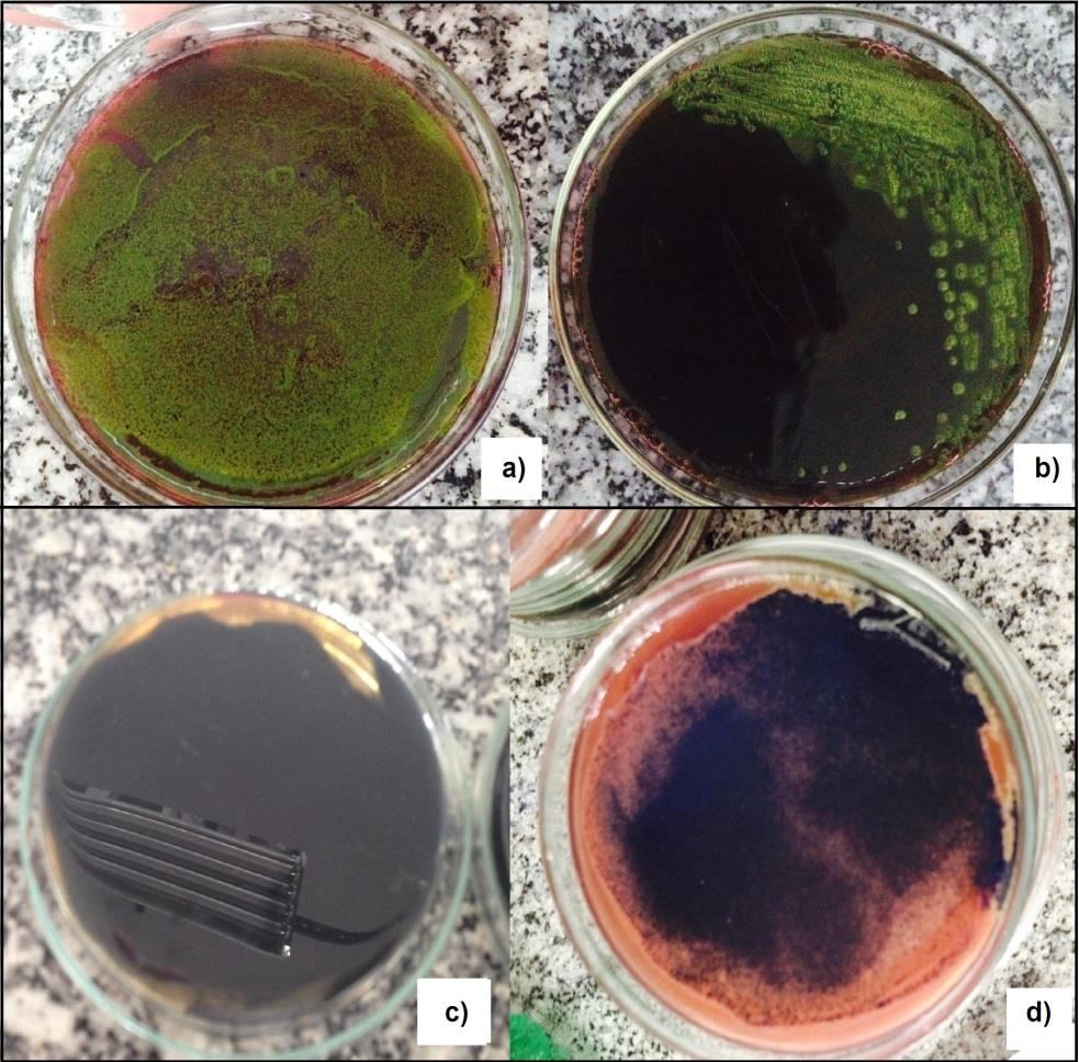 positivas para coliformes a 45º foram plaqueadas em ágar EMB, e o resultado foi positivo para Escherichia coli apenas na amostra 1.