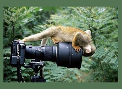 Pontuação - uso Enquanto ele fotografava o macaco derrubou o tripé com a cauda.