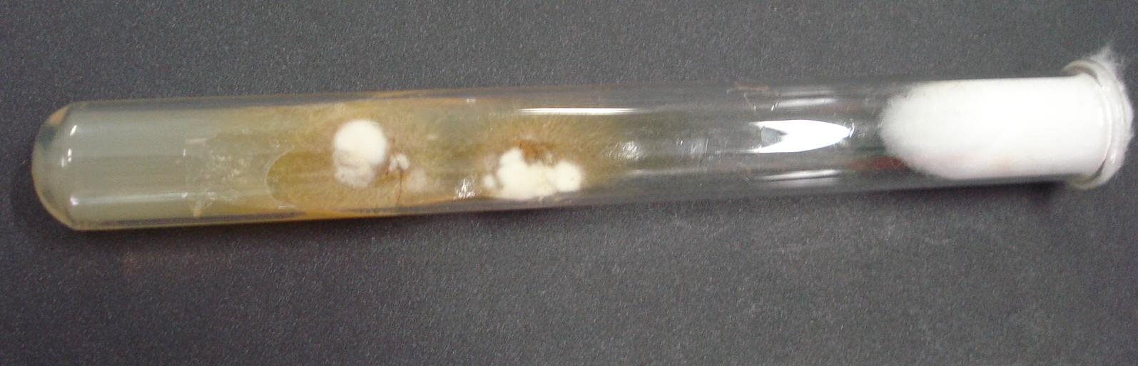 pigmento castanho Aspecto microscópico: Fungo filamentoso hialino, septado, com