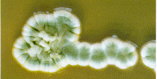 Penicillium sp Aspecto macroscópico: Colônia algodonosa, coberta por finos grãos que