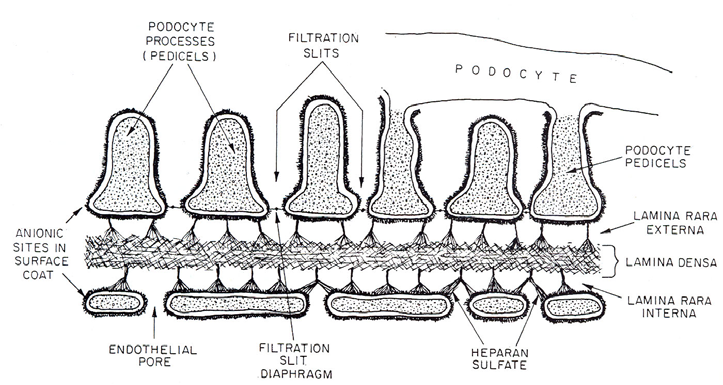 Lâmina (membrana) Basal Relacione este diagrama e as estruturas indicadas às figuras de micrografia