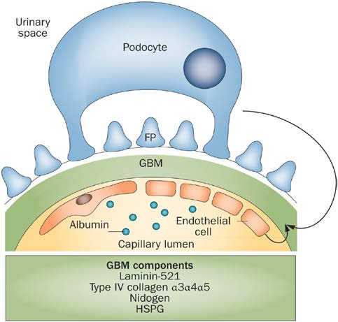 Leitura e Estudo complementar Barreira de Filtração Glomerular Principais Componentes da Membrana Basal Glomerular Fonte: