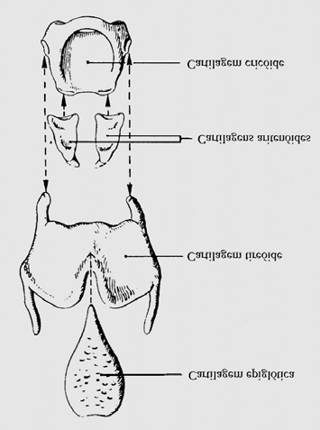 cartilagens que compõe a laringe são: tireóide, cricóide, epiglote e duas aritenóides (FIG. 1.3). a) b) FIGURA 1.