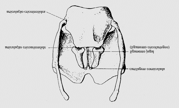 cricóide e aritenóides) Fonte: HUCHE, 1999, p.