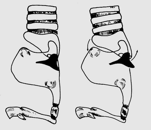 FIGURA 1.8 Movimento de Báscula da Laringe Fonte: ZEMLIN, 2000, p.