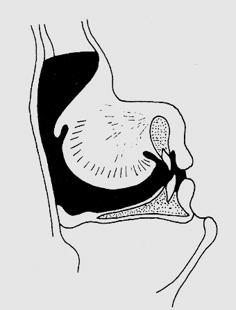formado primariamente pelas cavidades laríngea, faríngea e oral e, às vezes, pelas cavidades nasais. Para Huche (1999, p.