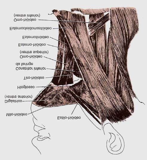 FIGURA 1.17 Músculos do pescoço e extrínsecos da laringe Fonte: ZEMLIN, 2000, p. 143 Behlau (ibid, p.