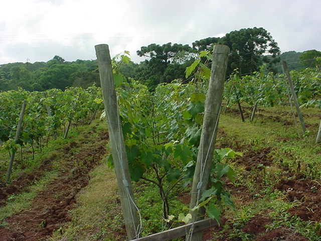 Brasil foram instalados cerca de 100 ha na Serra Gaúcha.