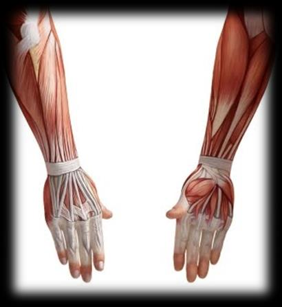 Punhos Com o constante movimento da articulação do punho e dedos, os músculos que sustentam essas articulações ficam sobrecarregados causando fadiga e dor.