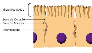 Junção de oclusão (impermeáveis Zônulas de oclusão) Junções