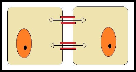 Junções comunicantes ou junções gap São