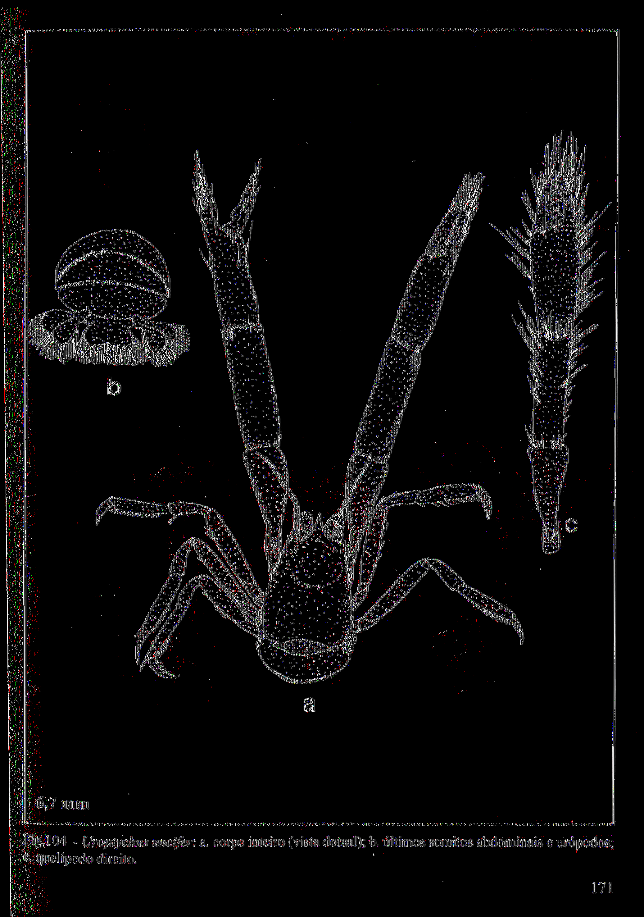 Fig. 104 - Uroptychus uncifer. a.