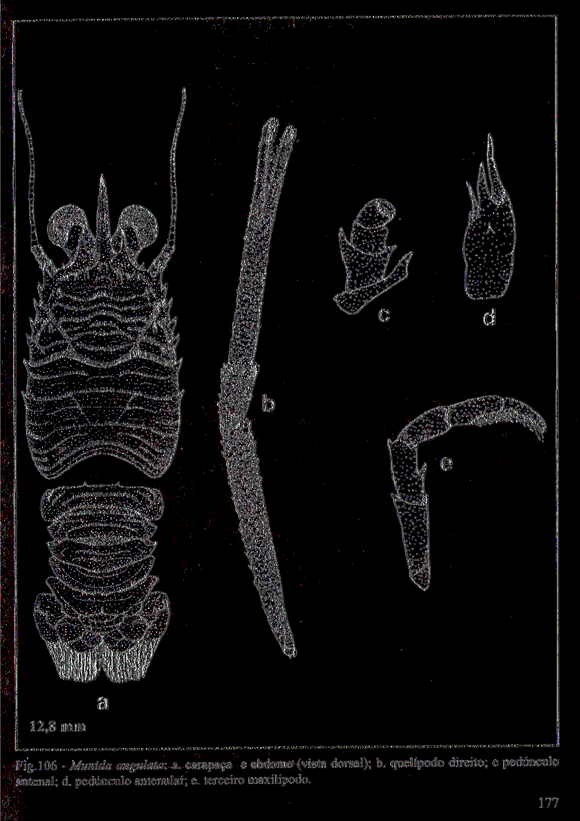I í Á^ 2Ká Igt:.».-J ísâ 12,8 mm Fig.106 - Munida angulata: a.