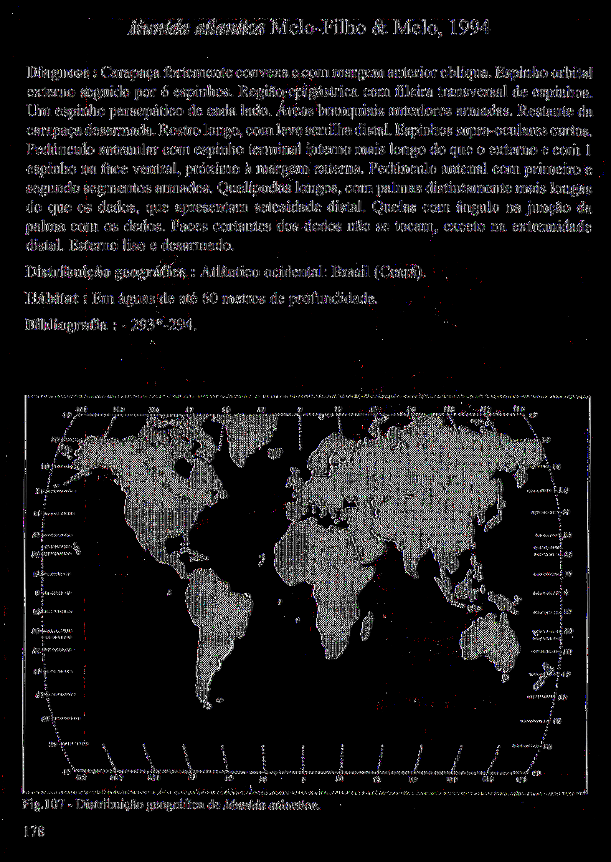 Munida atlântica Melo-Filho & Melo, 1994 Diagnose : Carapaça fortemente convexa e com margem anterior obíiqua. Espinho orbital externo seguido por 6 espinhos.