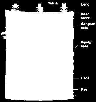 A sua forma curva ajuda a focar a luz que atinge a retina. A córnea é coberta pela conjuntiva, uma fina membrana que se estende também pela face interna das pálpebras.