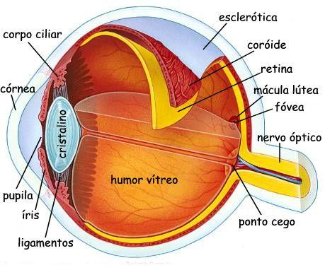 A coróide contém melanócitos, células cuja função é absorver raios de luz. A camada interna do olho é a retina, onde se localizam os fotorreceptores (Figura 2).