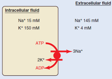 Bomba Na+/K+ Utiliza