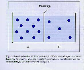 Difusão simples Transporte passivo Não eletrólitos depende de: Movimento aleatório Tamanho da substância