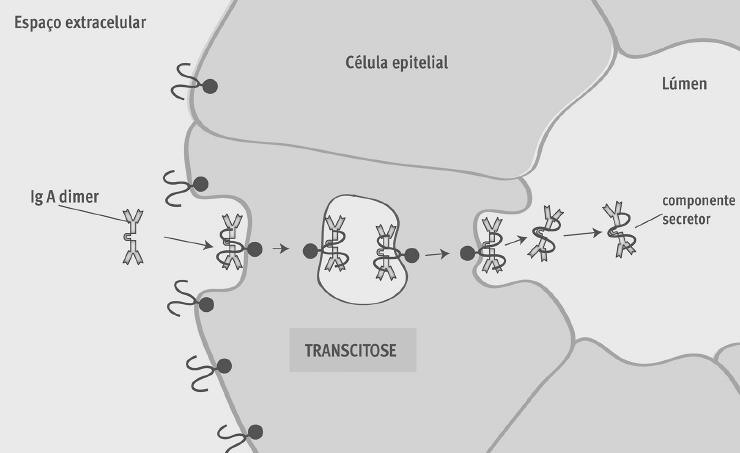 Transporte em quantidade - Transcitose Vesícula formada (contendo o elemento endocitado) se desloca ao longo do citoplasma da célula e se funde e é liberado no LEC. 20 Revisão 1.