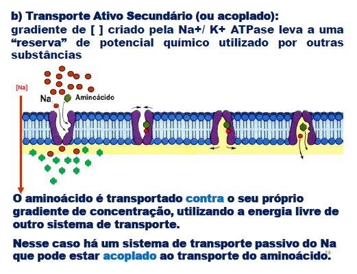 12 Transporte ativo secundário - conceitos Uniporte: permeáse ou bomba transporta apenas um tipo de soluto; Simporte (cotransportador): transporte simultâneo dois solutos distintos no mesmo