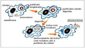 Endocitose Fagocitose: A célula emite evaginações, ou prolongamentos